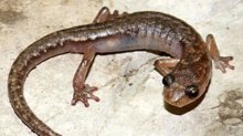 /dateien/tp66043,1285312225,Img 16 9 220 salamander