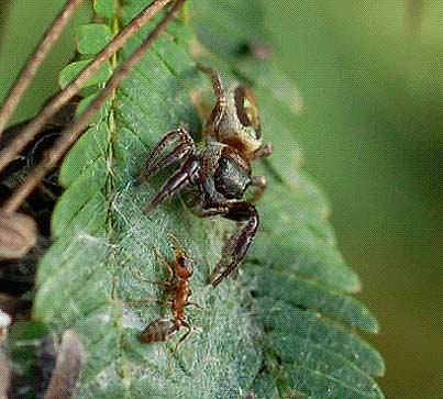 /dateien/tp66043,1293142998,Bagheera kiplingi-Vegetarische Spinne