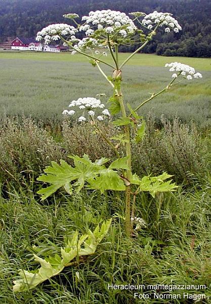 /dateien/tp66066,1285268407,Baerenklau gr