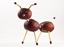 /dateien/tp66627,1287268495,220px-Chestnut animal