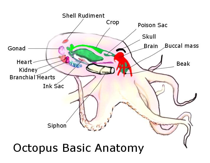 /dateien/tp67479,1288984368,OctopusAnatomy