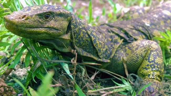 /dateien/tp68620,1292236692,two-penis-lizard-varanus-bitatawa