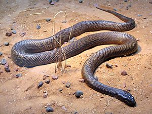 /dateien/tp70182,1296342678,300px-Fierce Snake-Oxyuranus microlepidotus
