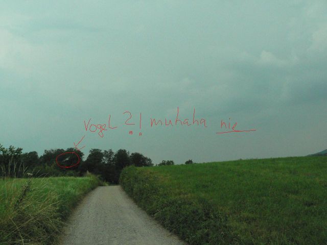 /dateien/uf28108,1152924389,vogel