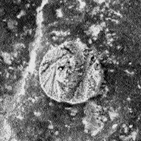 /dateien/uf42243,1262939464,16-172-mars-coin