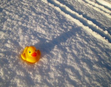 /dateien/uf55655,1249474165,schnee-ente