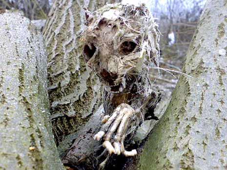 /dateien/uf56092,1253123492,mumifizierte-katze-auf-einem-baum-in-bayern-13354891 MBQF-1252597425,templateId=renderScaled,property=Bild,height=349