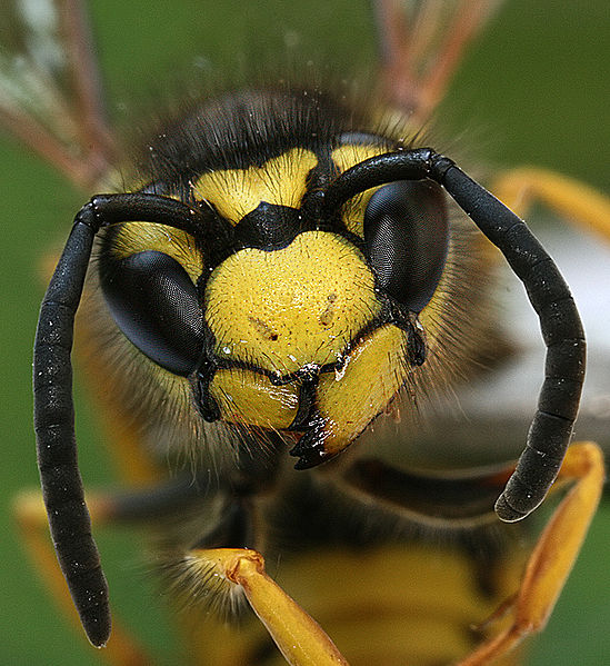 /dateien/uf56115,1251230926,549px-Image-Vespula germanica Head Richard Bartz