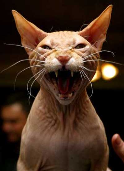 /dateien/uf57577,1256838439,cat mean