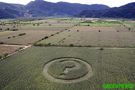 /dateien/uf5772,1211749072,mexico-crop-circle1