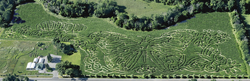 /dateien/uf5772,1275400611,CORNMaze2008