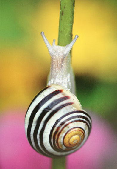 /dateien/uf58596,1261244527,schnecke gr