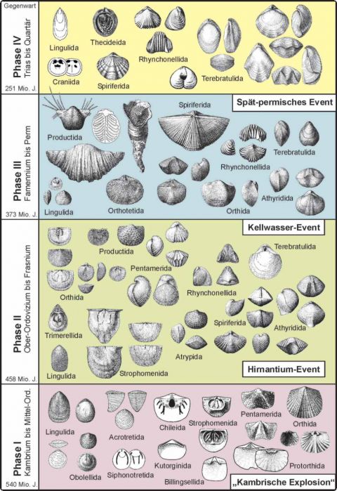/dateien/uf59604,1263595853,phasen-brachiopoden-entwick