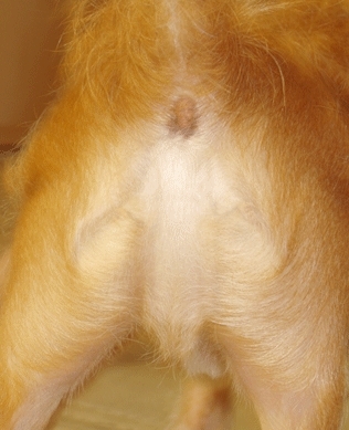 /dateien/uf64684,1280934467,dogbuttjesus