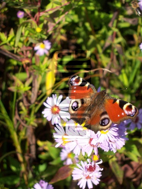 /dateien/uh22468,1213256850,schmetterling-admiral