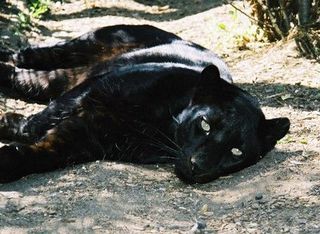 /dateien/uh22468,1229260387,RecliningPanther