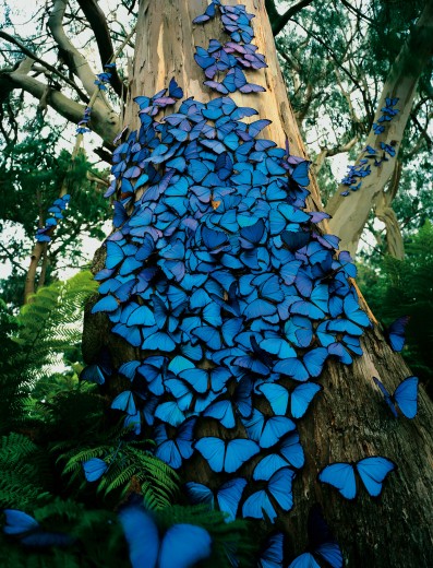 /dateien/uh22468,1240509004,blue-butterfly-tree