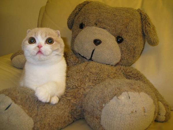 /dateien/uh28902,1154630326,kitty-and-teddy