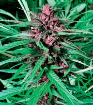 /dateien/uh28902,1155400152,WW-Purple-Widow-IM