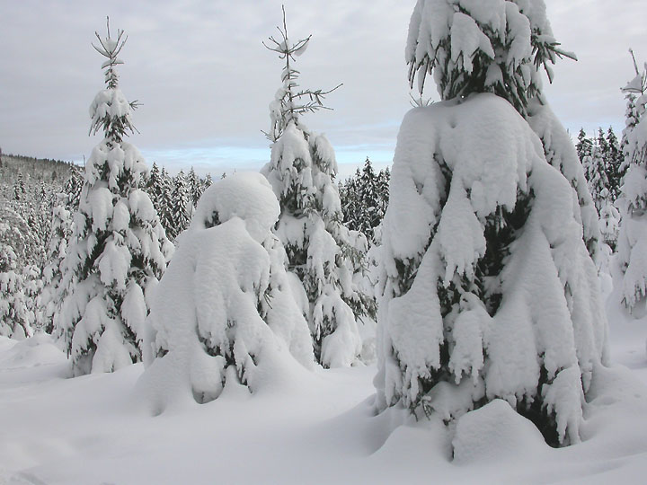 /dateien/uh28902,1158501444,harz 04 schneedecke