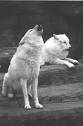 /dateien/uh28902,1167398655,black-white-wolves