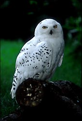 /dateien/uh28902,1173272831,comp 2000 angel snowy-owl-sml