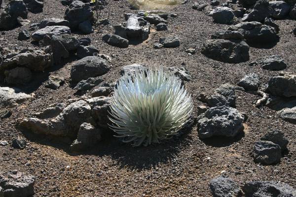 /dateien/uh28902,1174848533,Silversword