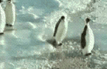 /dateien/uh35494,1290209066,ly23X4 113950 pinguin