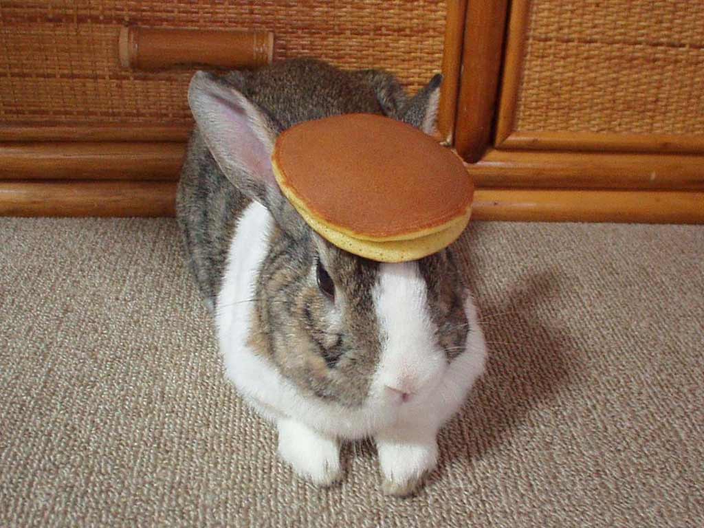 /dateien/uh41119,1208126891,pancake bunny