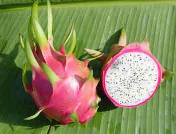 /dateien/uh42220,1200946580,dragon-fruit