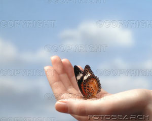 /dateien/uh42452,1222859262,schmetterling-sitzen-handflaeche ~ITF003002