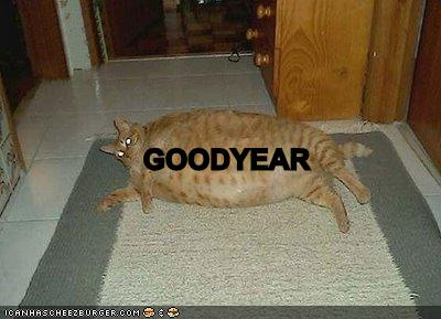 /dateien/uh42452,1230912175,funny-pictures-goodyear-blimp-cat-o