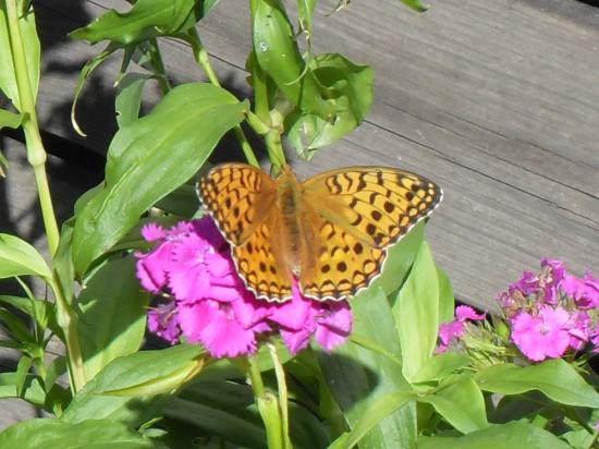 /dateien/uh42452,1249464727,Schmetterling-auf-Blume