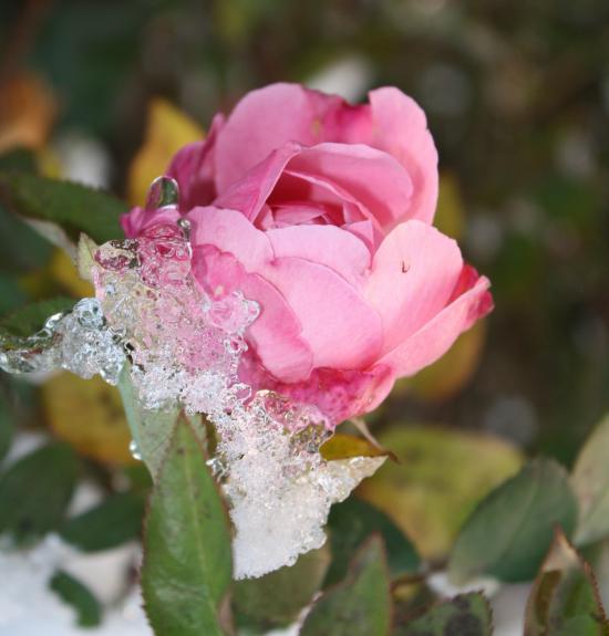 /dateien/uh42452,1262953163,Schnee-Rose