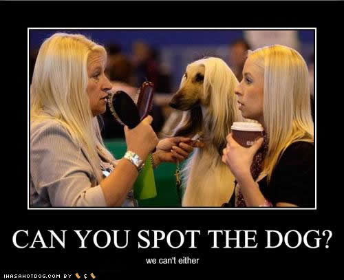 Bilder-Thread uh43048,1250543607,funny-dog-pictures-spot-dog