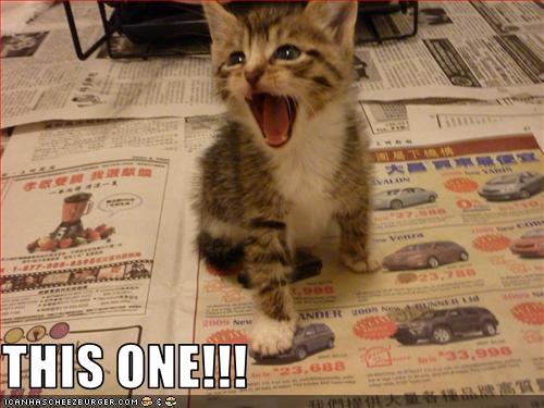 Bilder-Thread uh43048,1250670002,funny-pictures-kitten-chooses-car