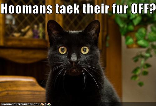 Bilder-Thread uh43048,1250670039,funny-pictures-cat-is-shocked