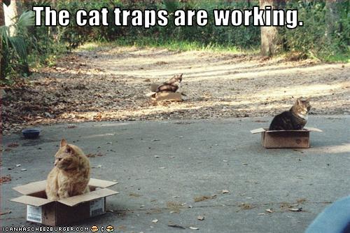 Bilder-Thread uh43048,1250670056,funny-pictures-cat-traps-are-working