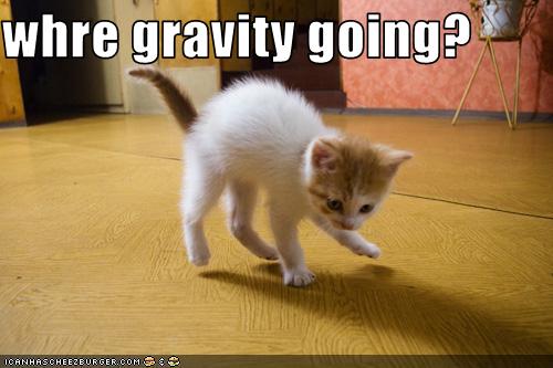 Bilder-Thread uh43048,1251109094,funny-pictures-kitten-wonders-where-gravity-went