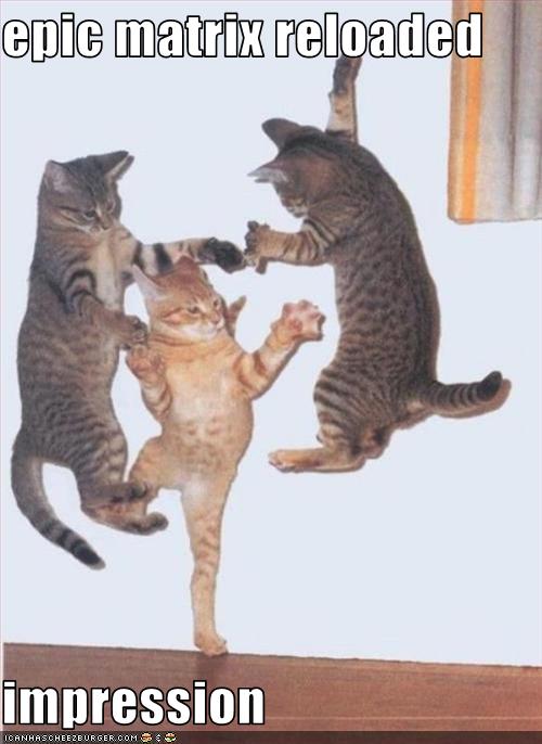 Bilder-Thread uh43048,1251109117,funny-pictures-cats-do-matrix-impression