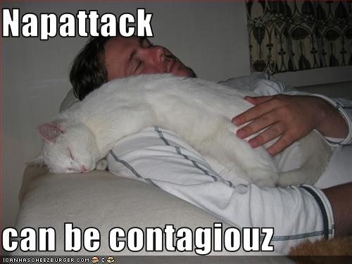 Bilder-Thread uh43048,1251121371,funny-pictures-cat-has-nap-attack