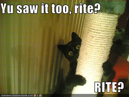 Bilder-Thread uh43048,1252512464,funny-pictures-cat-saw-something-scary