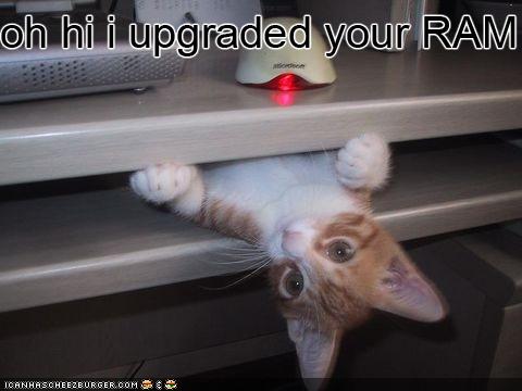 Bilder-Thread uh43048,1252600734,funny-pictures-kitten-upgraded-your-ram