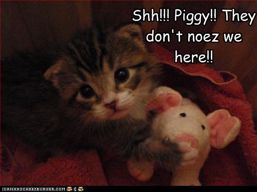 Bilder-Thread uh43048,1253457698,funny-pictures-kitten-is-scared