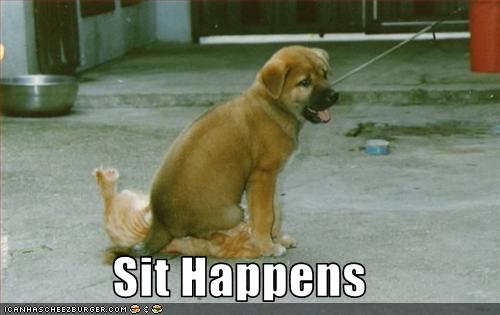 Bilder-Thread uh43048,1254392508,funny-pictures-dog-sits-on-cat