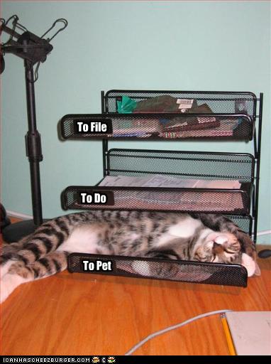 Bilder-Thread uh43048,1255440764,funny-pictures-cat-is-filed