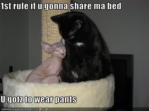 Bilder-Thread uh43048,1255440803,funny-pictures-cat-is-in-bed-without-pants