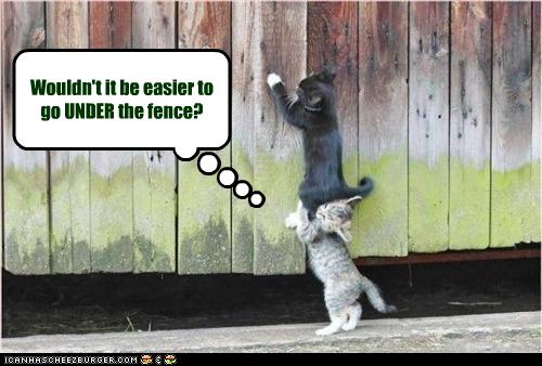 Bilder-Thread uh43048,1255440835,funny-pictures-cats-go-over-fence