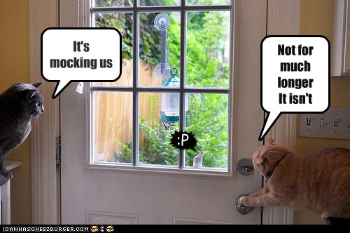 Bilder-Thread uh43048,1255441376,funny-pictures-squirrel-mocks-cats