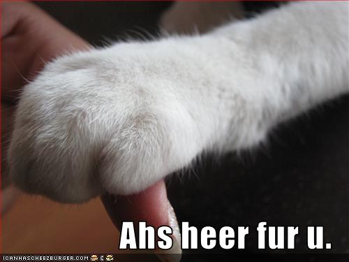 Bilder-Thread uh43048,1255441417,funny-pictures-cat-is-here-for-you